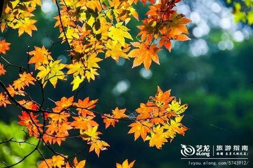 枫丹植物爆料最新消息,神秘植物家族即将亮相，探索未知生态奇观